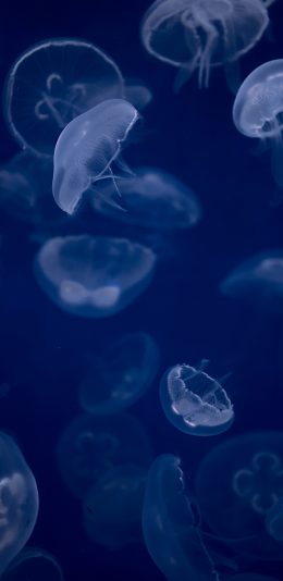 [2436x1125]水母 蓝色 透明 种群 海洋生物 游动 苹果手机壁纸图片