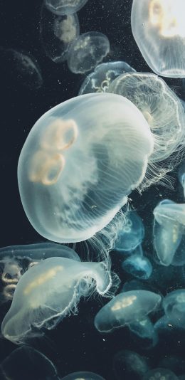 [2436x1125]水母 蓝色 透明 种群 海洋生物 游动 触须 苹果手机壁纸图片
