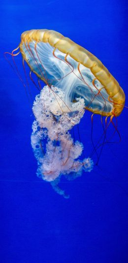 [2436x1125]水母 蔚蓝 浮游 触手 苹果手机壁纸图片