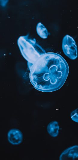 [2436x1125]水母 观赏 浮游 透明 苹果手机壁纸图片