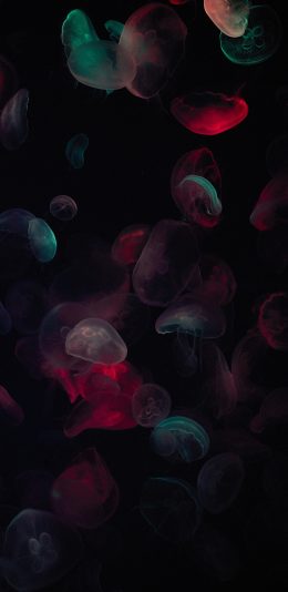 [2436x1125]水母 观赏性 海洋生物 浮游 苹果手机壁纸图片