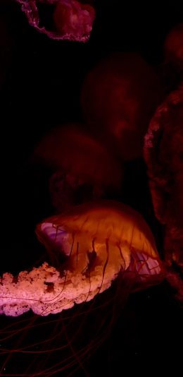 [2436x1125]水母 触手  海洋生物 浮游 苹果手机壁纸图片