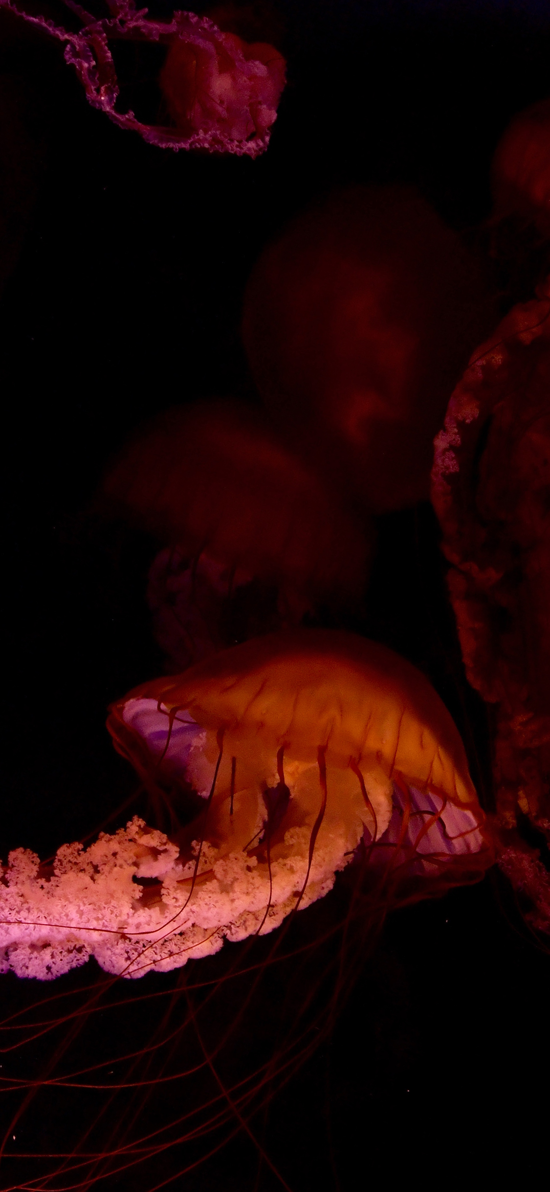 [2436×1125]水母 触手  海洋生物 浮游 苹果手机壁纸图片