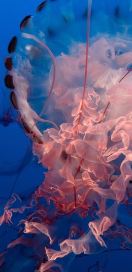 [2436x1125]水母 触手  软体 海洋生物 苹果手机壁纸图片