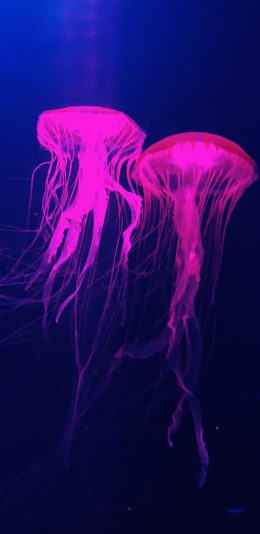 [2436x1125]水母 触手 成对 海洋生物 苹果手机壁纸图片