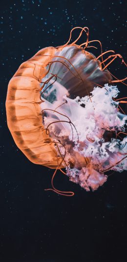 [2436x1125]水母 触手 浮游 海洋 苹果手机壁纸图片