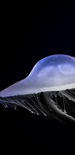 [2436x1125]水母 触手 浮游 海洋生物 苹果手机壁纸图片