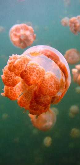 [2436x1125]水母 触手 浮游 群居 苹果手机壁纸图片