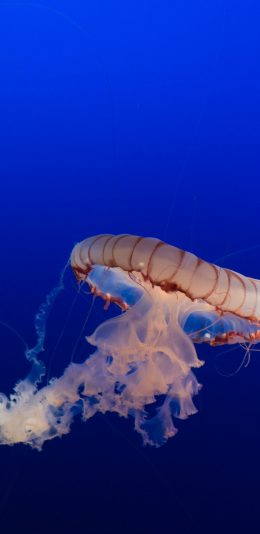 [2436x1125]水母 触手 浮游 观赏 苹果手机壁纸图片