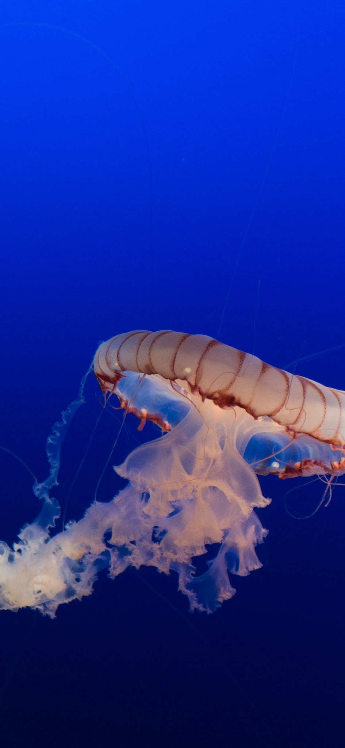 [2436×1125]水母 触手 浮游 观赏 苹果手机壁纸图片