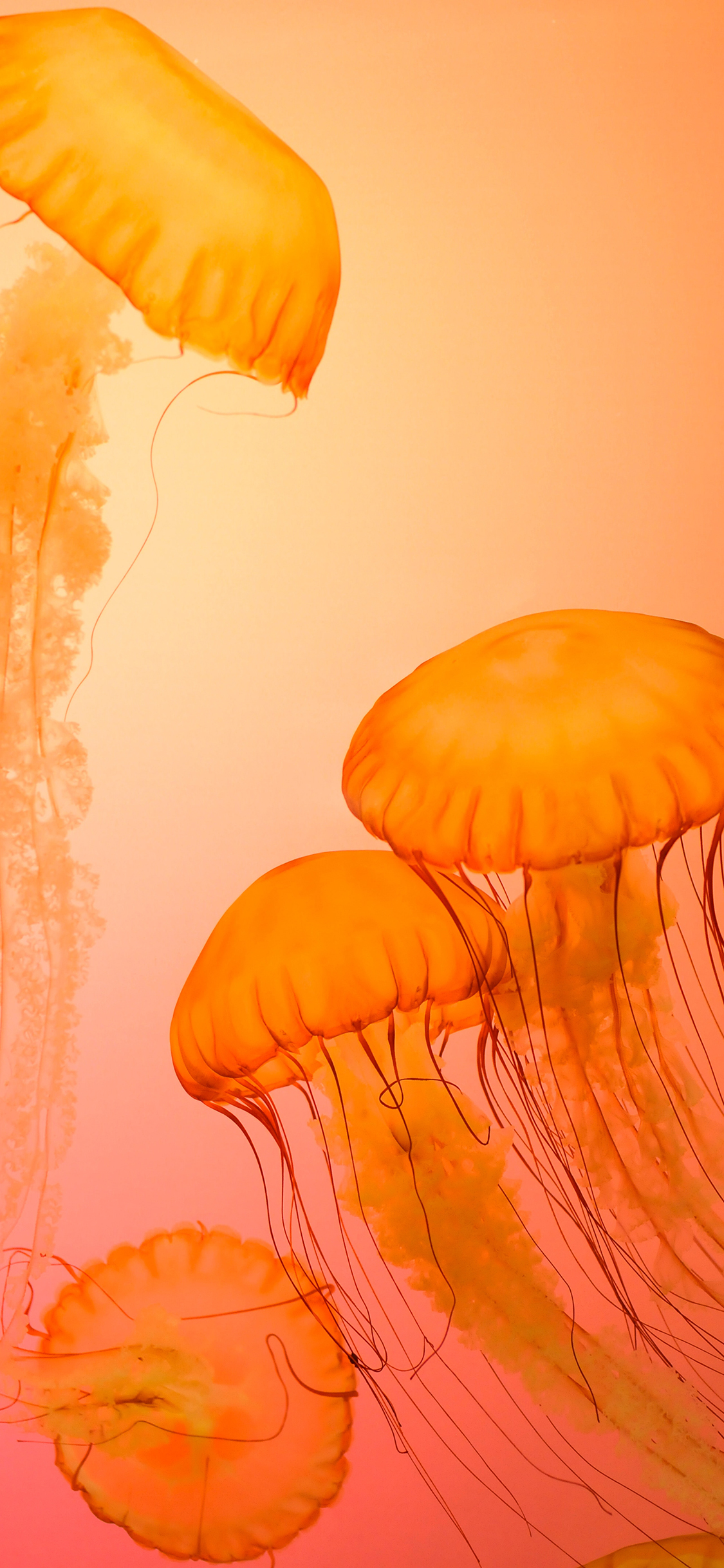 [2436×1125]水母 触手 浮游生物 苹果手机壁纸图片