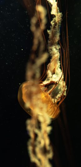 [2436x1125]水母 触手 海洋生物 透明 苹果手机壁纸图片