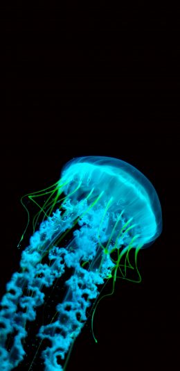 [2436x1125]水母 触手 触须 透明 浮游 苹果手机壁纸图片
