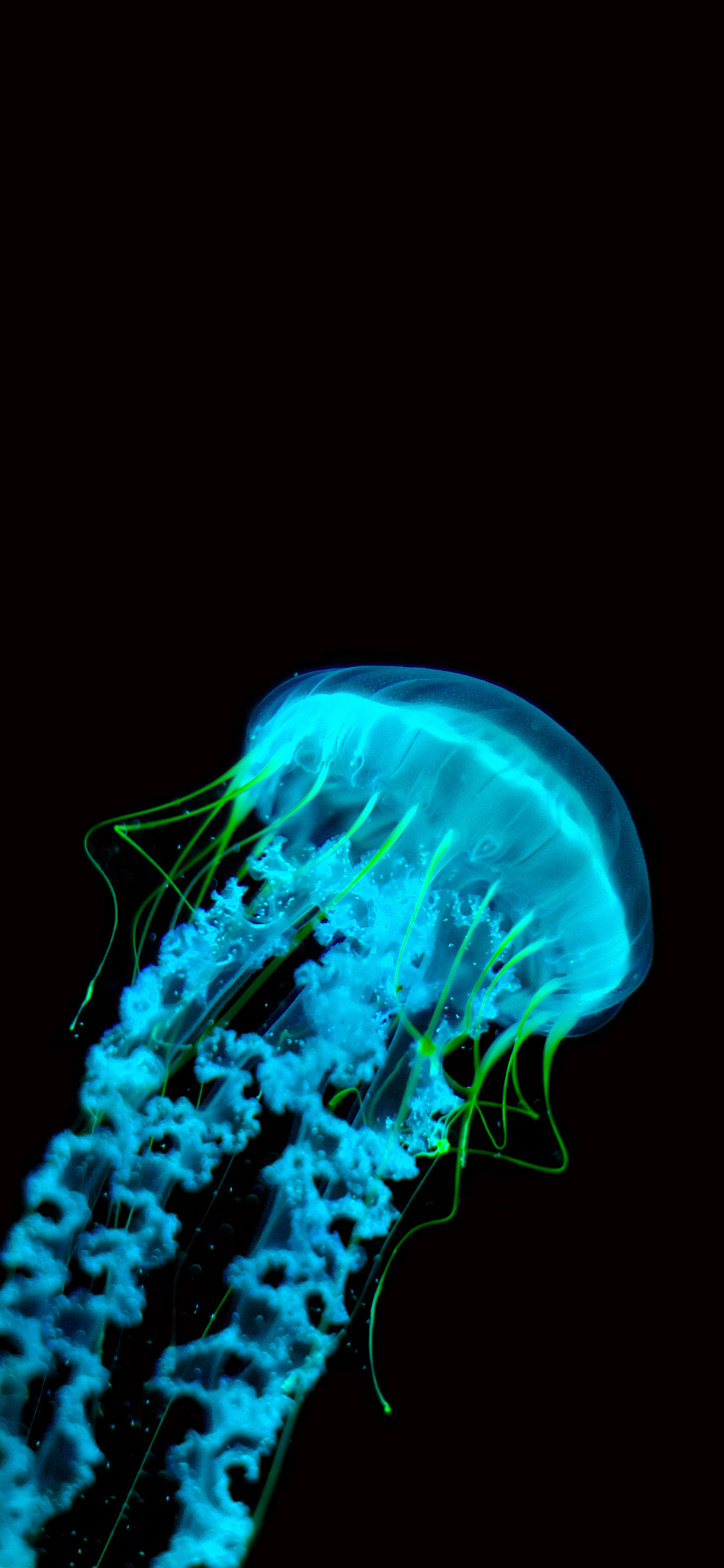 [2436×1125]水母 触手 触须 透明 浮游 苹果手机壁纸图片