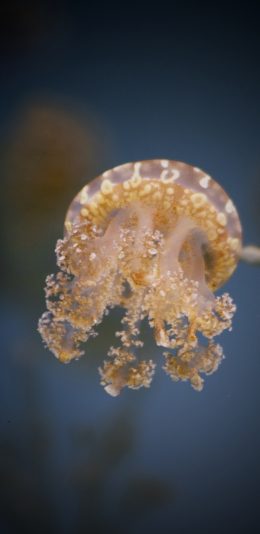 [2436x1125]水母 触手 软体 海洋生物 苹果手机壁纸图片