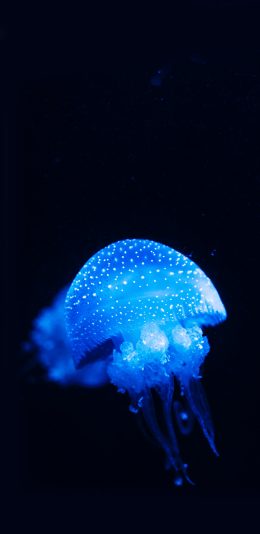 [2436x1125]水母 还有 浮游 触手 透明 苹果手机壁纸图片