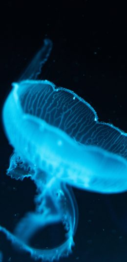 [2436x1125]水母 透明 水生 触手  海蜇 苹果手机壁纸图片