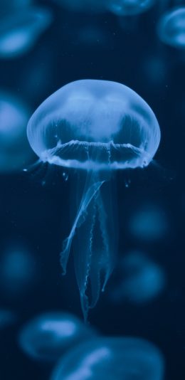 [2436x1125]水母 透明 浮游 海洋 苹果手机壁纸图片