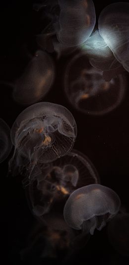 [2436x1125]水母 透明 浮游 海洋生物 苹果手机壁纸图片