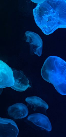 [2436x1125]水母 透明 浮游 渐变 苹果手机壁纸图片