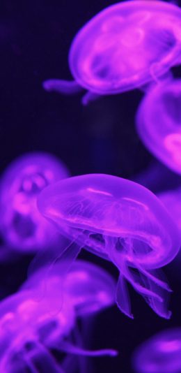 [2436x1125]水母 透明 浮游 紫光 苹果手机壁纸图片