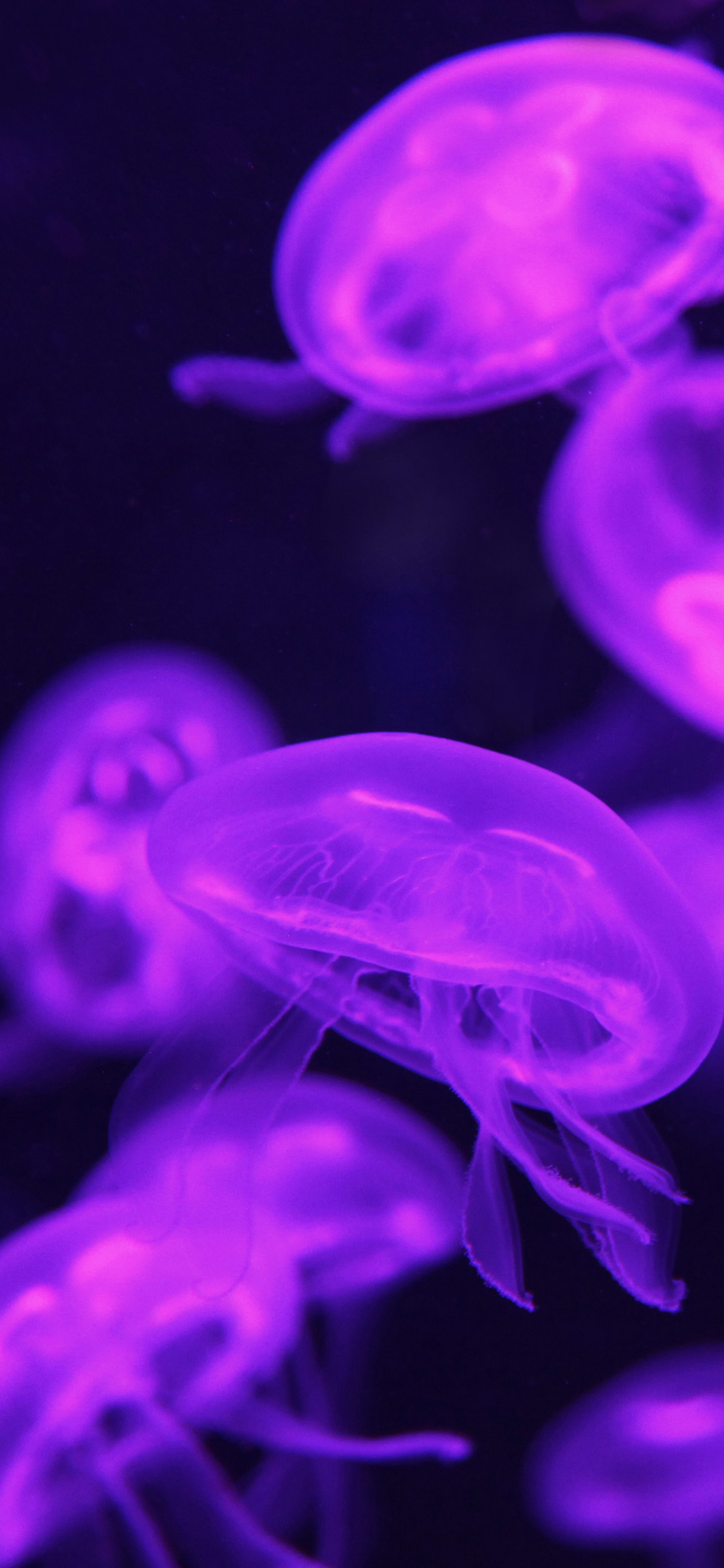 [2436×1125]水母 透明 浮游 紫光 苹果手机壁纸图片