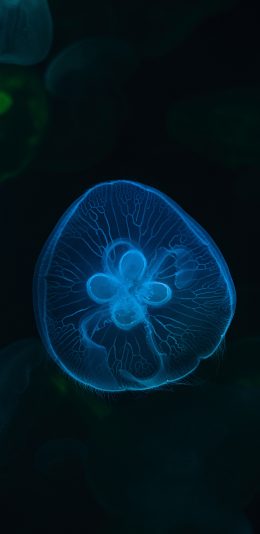 [2436x1125]水母 透明 浮游 蓝光 苹果手机壁纸图片