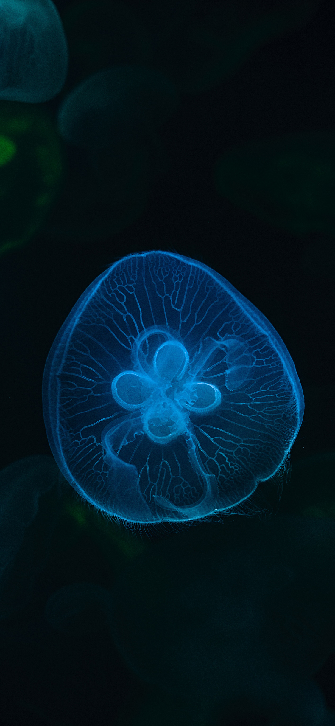 [2436×1125]水母 透明 浮游 蓝光 苹果手机壁纸图片