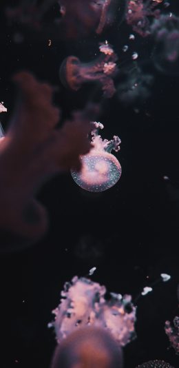 [2436x1125]水母 透明 浮游 观赏 苹果手机壁纸图片