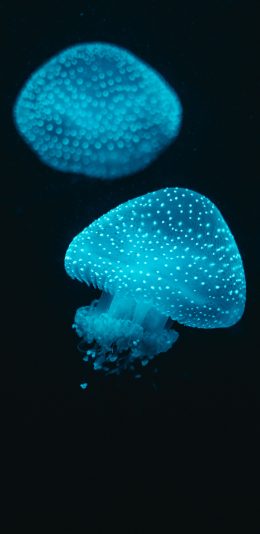 [2436x1125]水母 透明 浮游 黑 苹果手机壁纸图片