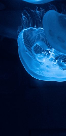 [2436x1125]水母 透明 海洋 浮游 苹果手机壁纸图片