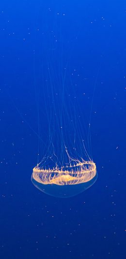 [2436x1125]水母 透明 海洋生物 苹果手机壁纸图片