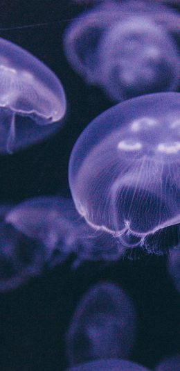 [2436x1125]水母 透明 海洋生物 浮游 苹果手机壁纸图片