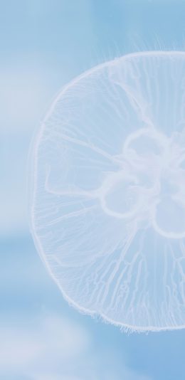 [2436x1125]水母 透明 海洋生物 蓝色 苹果手机壁纸图片