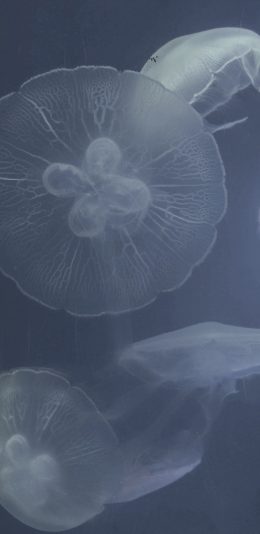 [2436x1125]水母 透明 海洋生物 蓝色 游动 苹果手机壁纸图片