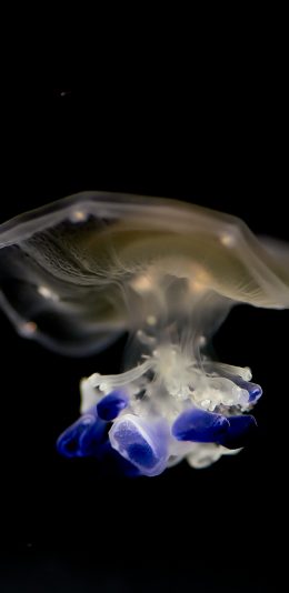 [2436x1125]水母 透明 海洋生物 触手 苹果手机壁纸图片