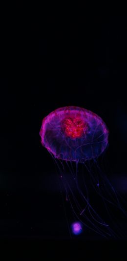 [2436x1125]水母 透明 海洋生物 黑 苹果手机壁纸图片