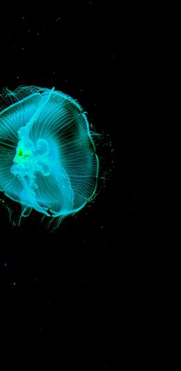 [2436x1125]水母 透明 荧光 浮游 苹果手机壁纸图片
