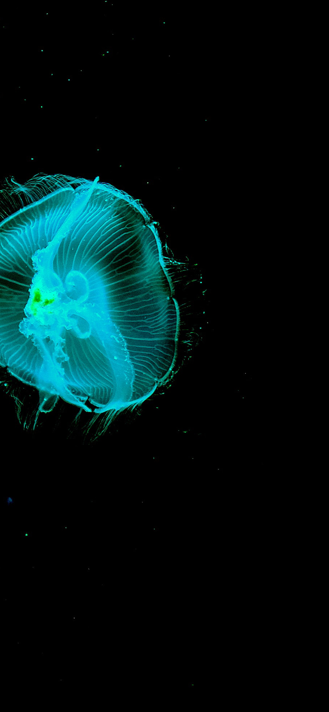 [2436×1125]水母 透明 荧光 浮游 苹果手机壁纸图片