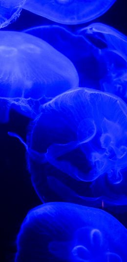 [2436x1125]水母 透明 蓝 浮游 苹果手机壁纸图片