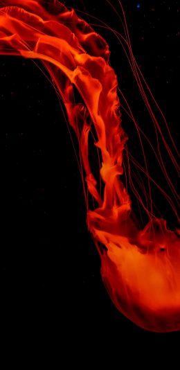 [2436x1125]水母 透明 触手 浮游 苹果手机壁纸图片