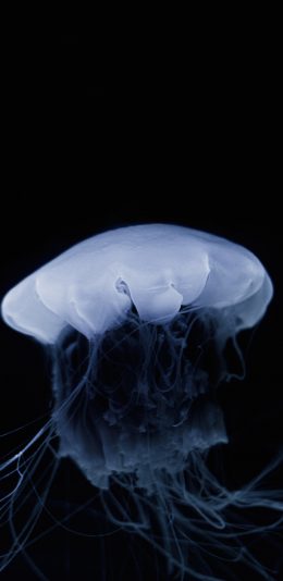 [2436x1125]水母 透明 触手 浮游 海蜇 苹果手机壁纸图片