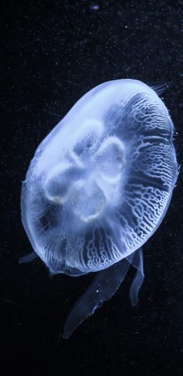 [2436x1125]水母 透明 软体 浮游 苹果手机壁纸图片
