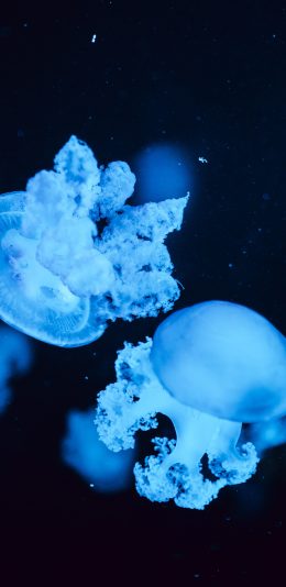 [2436x1125]水母 透明 饲养 浮游 苹果手机壁纸图片