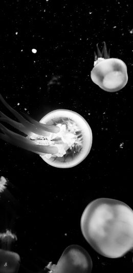 [2436x1125]水母 黑白 浮游 生物 触手 苹果手机壁纸图片