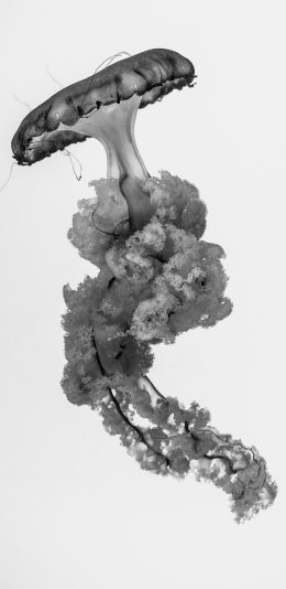 [2436x1125]水母 黑白 触手 海洋生物 苹果手机壁纸图片