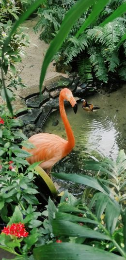 [2436x1125]水池 火烈鸟 栖息地 绿植 苹果手机壁纸图片