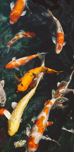 [2436x1125]水池 鱼群 锦鲤 观赏鱼 苹果手机壁纸图片