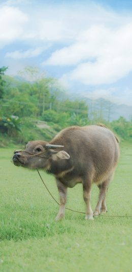 [2436x1125]水牛 庄稼 田地 耕牛 牲畜 苹果手机壁纸图片