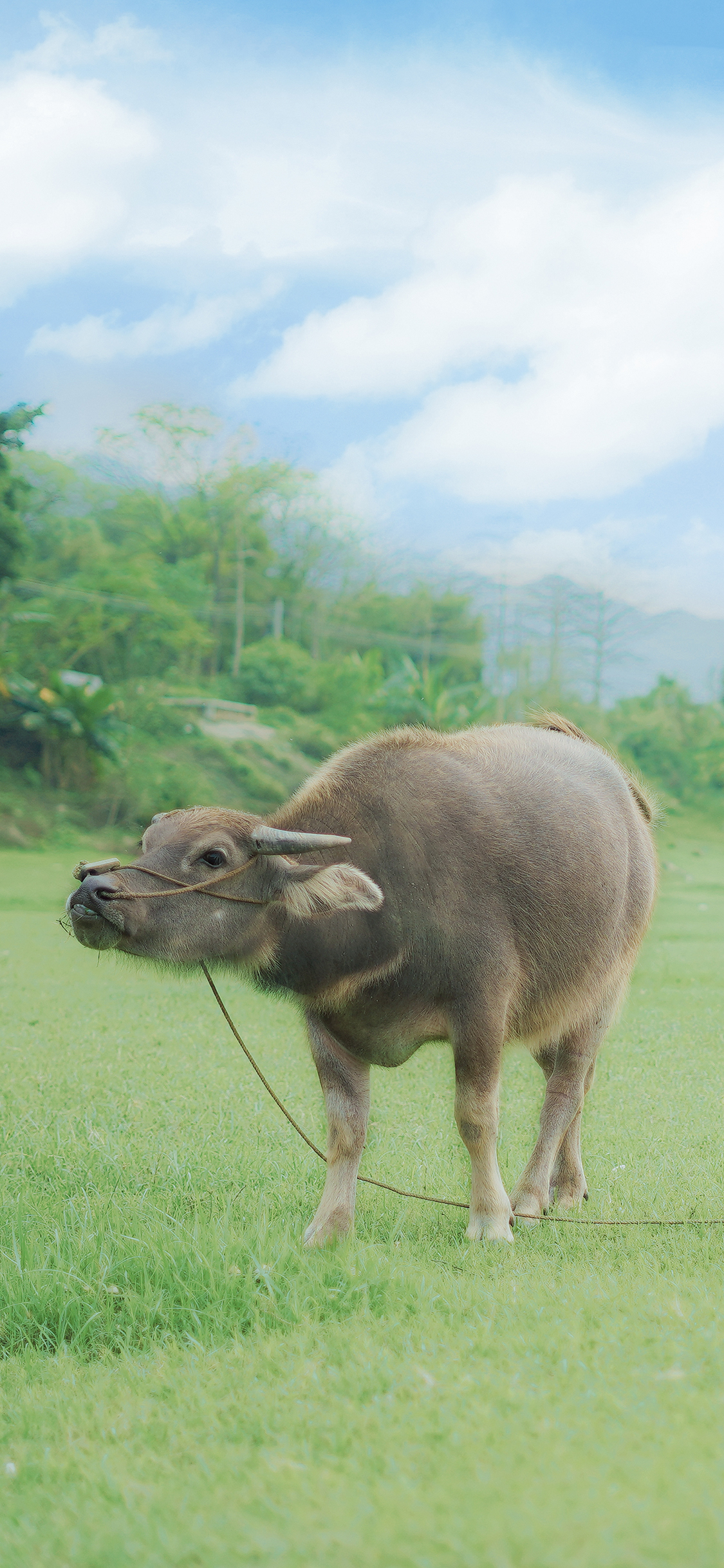 [2436×1125]水牛 庄稼 田地 耕牛 牲畜 苹果手机壁纸图片